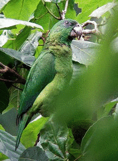 ハシグロボウシインコの画像