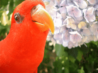ヒインコの画像