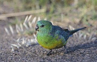 ビセイインコの画像