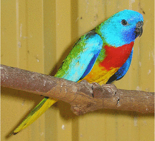 ヒムネキキョウインコの画像