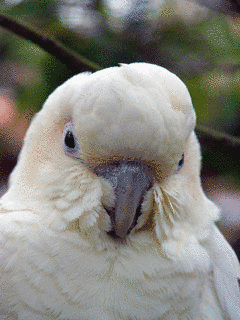 フィリピンオウムの画像