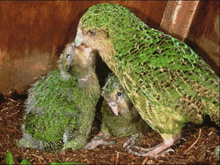 フクロウオウムの画像