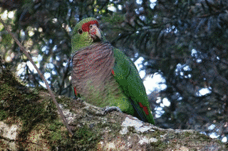 ブドウイロボウシインコの画像