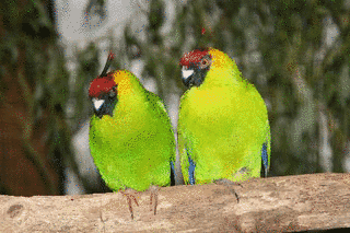 ヘイワインコの画像