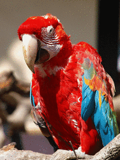 ベニコンゴウインコの画像
