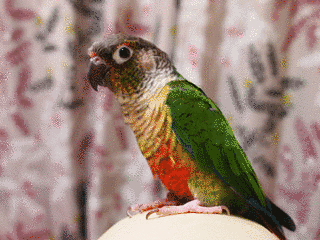 ホオミドリアカオウロコインコの画像