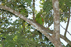 ホシメキシコインコの画像
