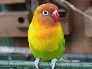 ボタンインコの画像