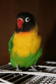 ボタンインコ属の画像