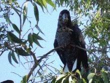 ボーダンクロオウムの画像