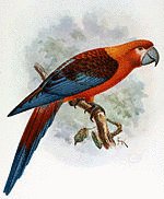 ミイロコンゴウインコの画像