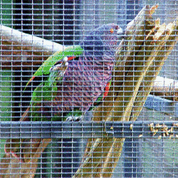 ミカドボウシインコの画像