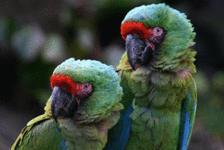 ミドリコンゴウインコの画像