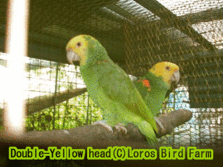 ミヤマインコの画像