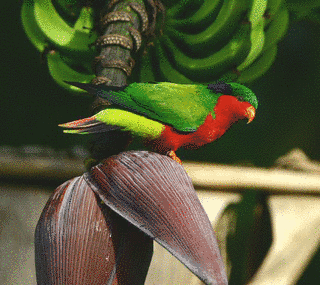 ムスメインコの画像