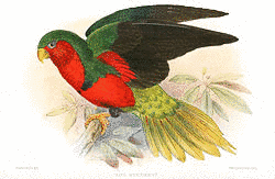 ムネムラサキインコの画像