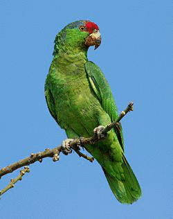 メキシコアカボウシインコの画像