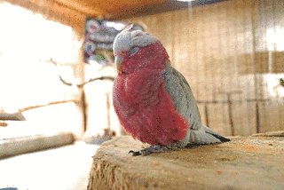 モモイロインコの画像