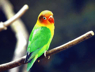 ルリゴシボタンインコの画像