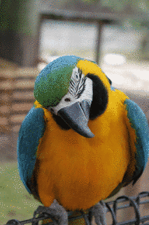 ルリコンゴウインコの画像