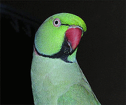 ワカケホンセイインコの画像