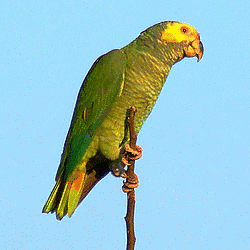 ワキアカボウシインコの画像