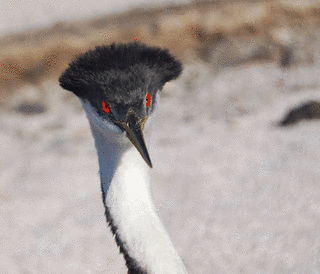 クビナガカイツブリの画像