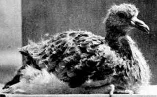 ワキアカカイツブリの画像