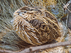 ウズラ類の画像