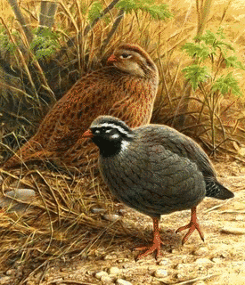 ケバネウズラの画像