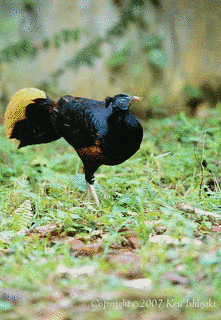 コシアカキジの画像