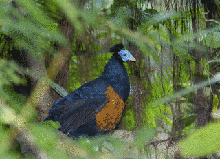 コシアカキジ属の画像