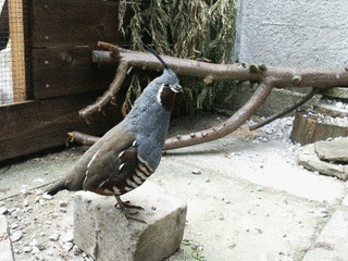 ツノウズラの画像