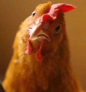 鳥類の画像