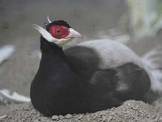 ミミキジの画像