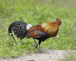ヤケイ属の画像