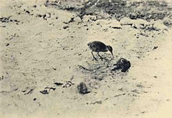 ウェーククイナの画像