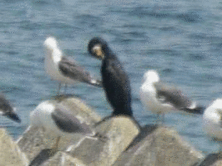 ウロコクイナの画像