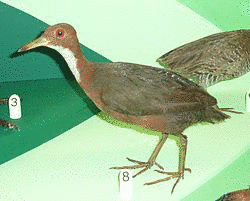 ノドジロクイナの画像
