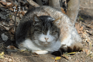 ハイムネコクイナの画像