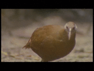ロードハウクイナの画像