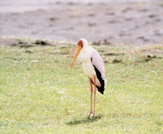 アフリカトキコウの画像