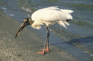 アメリカトキコウの画像
