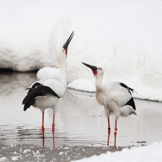 コウノトリ目の画像