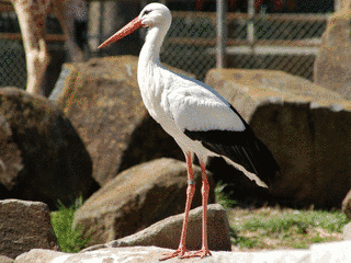 シュバシコウの画像