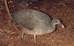 オバシギダチョウの画像