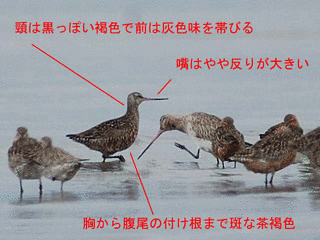 アメリカオグロシギの画像