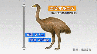 エピオルニスの画像