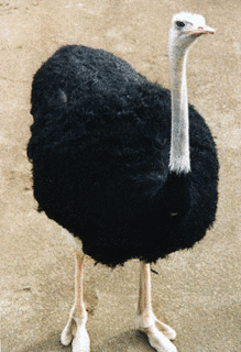 ダチョウの画像
