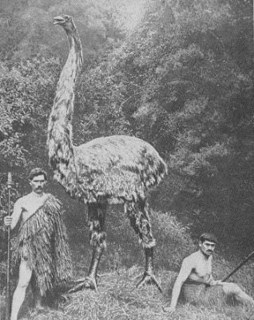 モアの画像